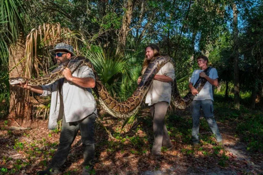 Phát hiện trăn Miến Điện khổng lồ nặng gần 100kg ở Florida