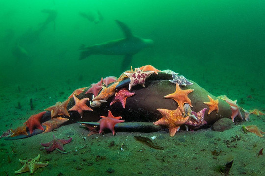 Hình ảnh ấn tượng bầy sao biển đầy màu sắc ăn thịt sư tử biển