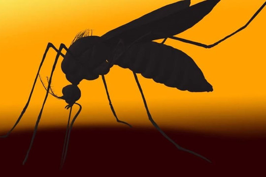 Mở khóa bí ẩn vật chủ hấp dẫn muỗi lây lan bệnh sốt xuất huyết và Zika