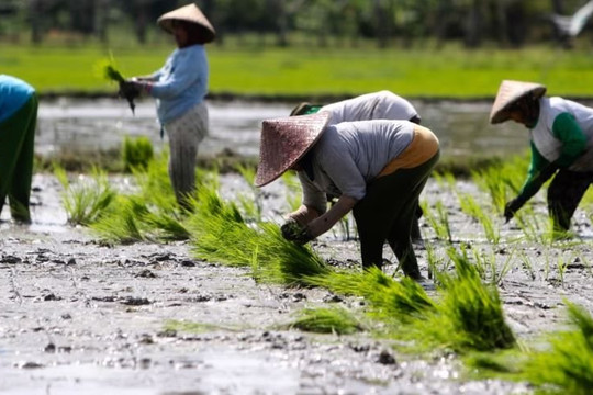 Châu Á đối mặt khủng hoảng gạo: Trung Quốc và Ấn Độ có thể tránh được đợt tăng giá tồi tệ nhất