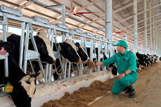 Vinamilk nhập 1.000 con bò sữa HF từ Mỹ về trang trại tại Lào