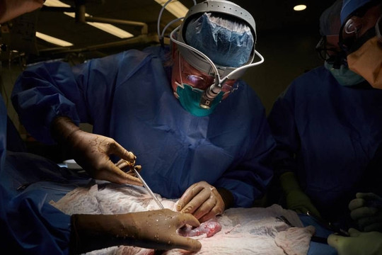 Cấy ghép thành công tim lợn cho 2 bệnh nhân chết não 