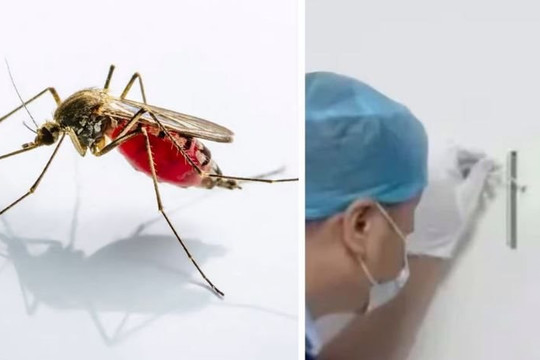 Dùng DNA từ máu muỗi tìm ra siêu đạo chích: Cảnh sát Trung Quốc không phải đầu tiên