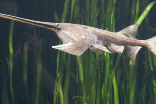 Hai loài cá khổng lồ ở sông Dương Tử tuyệt chủng bất chấp nỗ lực bảo tồn