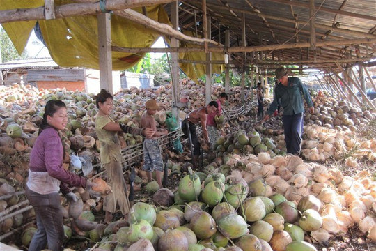 Dừa miền Tây rớt giá do hàng của Thái Lan không xuất được sang Trung Quốc
