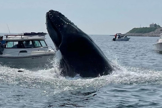 Video khoảnh khắc cá voi lưng gù rơi trúng thuyền dân