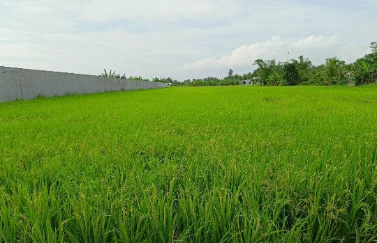 Cà Mau: Ứng dụng khoa học kỹ thuật vào sản xuất lúa