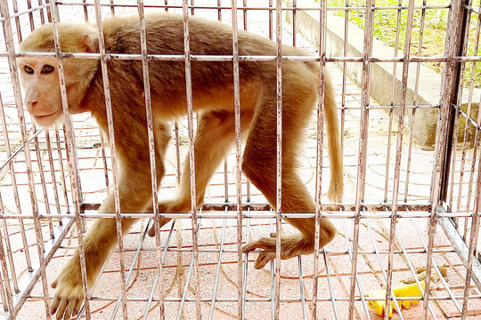 Hà Tĩnh: Người dân giao nộp con khỉ vàng Macaca mulatta quý hiếm