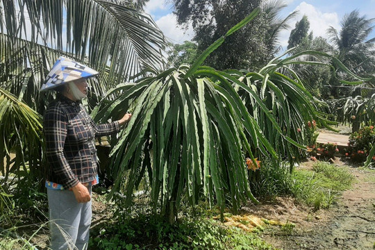 Tiền Giang: Vườn cây thanh long xuống cấp, diện tích giảm mạnh