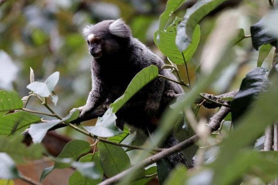WHO khẳng định loài khỉ không liên quan đến sự bùng phát dịch đậu mùa khỉ 