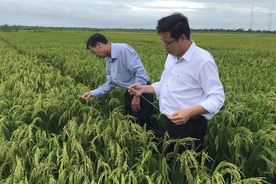 Hiệu quả từ mô hình trồng lúa hữu cơ ở Tiền Giang