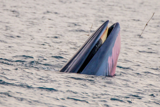 Cá voi xuất hiện tại vùng biển Đề Gi của Bình Định không phải cá voi xanh