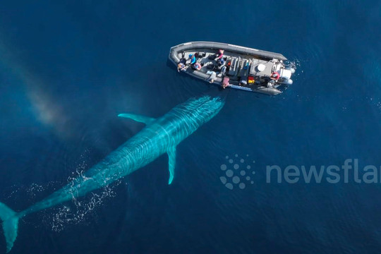 Video cá voi xanh khổng lồ dài gần 30 mét tiếp cận thuyền của khách du lịch