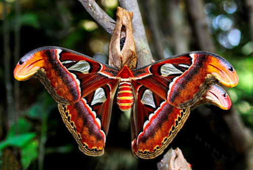 Lần đầu phát hiện loài bướm đêm lớn nhất hành tinh ở Mỹ