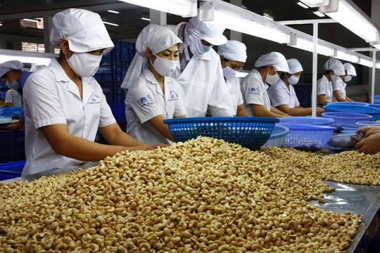 Toàn bộ container hạt điều bị lừa đảo tại Ý đã được trả lại cho doanh nghiệp Việt