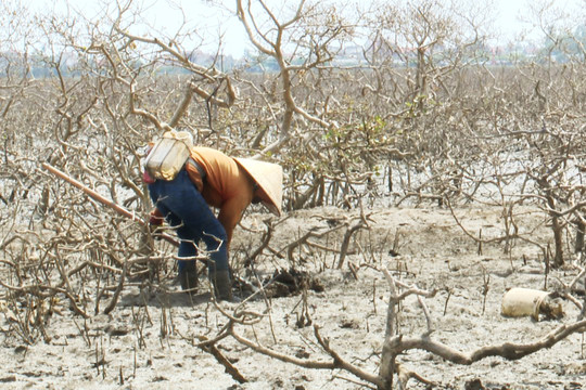 Hà Tĩnh: Hàng chục héc ta rừng phòng hộ bị chết chưa tìm ra nguyên nhân