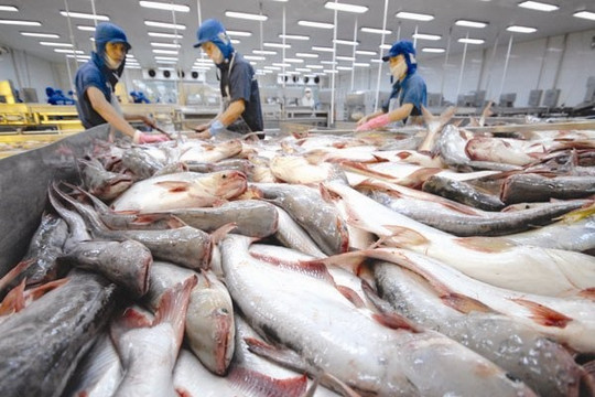 Mỹ, Trung Quốc đột ngột giảm mua cá tra Việt Nam