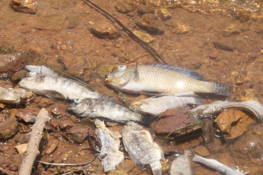 Phát hiện nhiều cá chết tại hồ cấp nước sinh hoạt cho TP.Hà Tĩnh