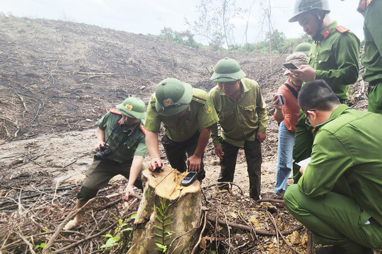 Hà Tĩnh: Tạm đình chỉ công tác cán bộ bảo vệ rừng vì liên quan phá rừng