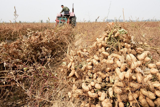 Đậu phộng không ra hạt tại Trung Quốc