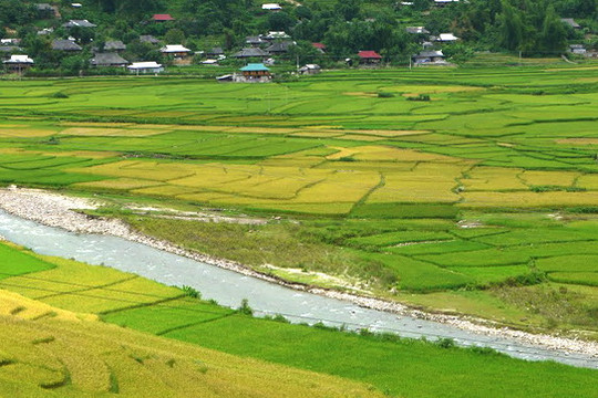 Chính phủ yêu cầu hạn chế chuyển đổi đất chuyên trồng lúa nước sang đất phi nông nghiệp