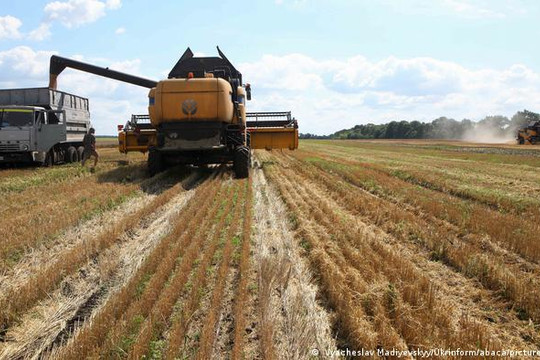 Nông dân Ukraine trồng cây lấy dầu, giảm lúa mì lúa mạch