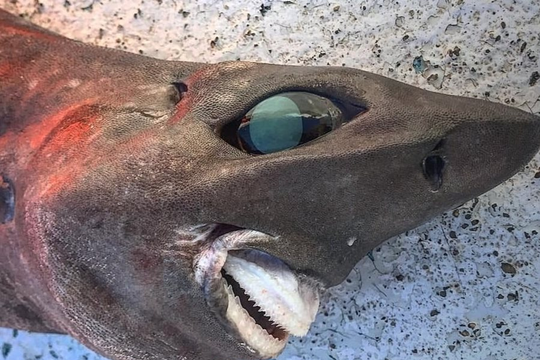 Phát hiện loài cá mập biển sâu có mắt lồi như bóng đèn