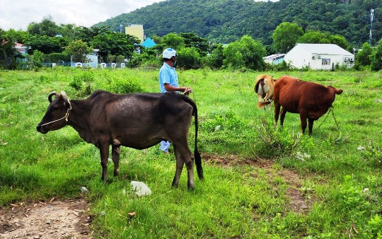 Cảnh báo nạn trộm trâu bò ở Hà Tiên