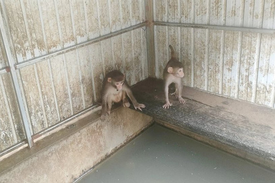 Người dân giao nộp 4 con khỉ quý hiếm để thả về Vườn quốc gia Vũ Quang