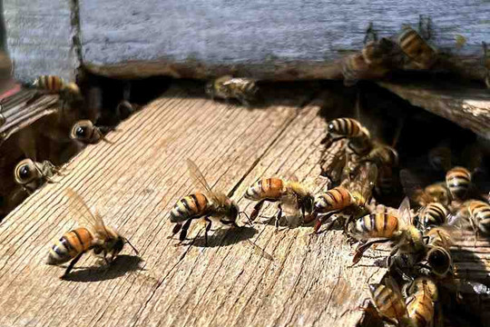 Kỹ thuật nuôi ong lấy mật ‘kiểu Darwin’