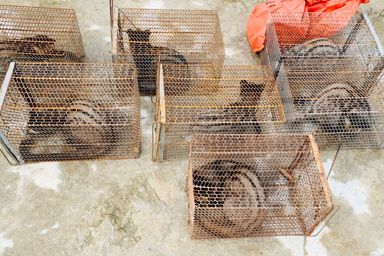 Hà Tĩnh: Một nhà dân nuôi nhốt trái phép 9 con cầy vòi hương quý hiếm