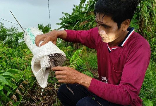 Rong ruổi săn loài rắn “hiền lành” nhất xứ rừng U Minh Hạ