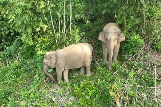 Hai mẹ con voi rừng xuất hiện quanh khu dân cư tại Nghệ An