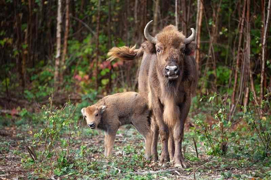 Bò rừng bison đầu tiên chào đời ở Anh sau 6.000 năm 