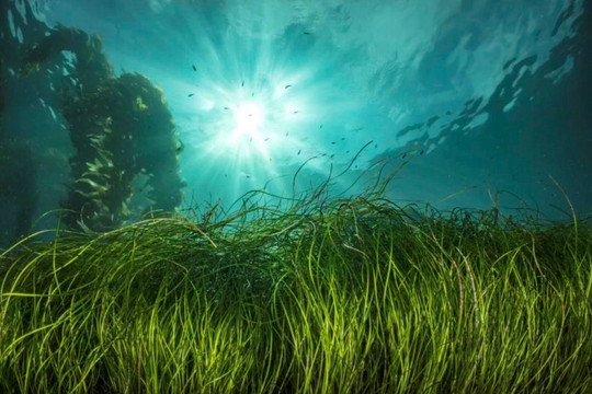 Các nhà khoa học phát hiện rừng cỏ biển lớn nhất thế giới