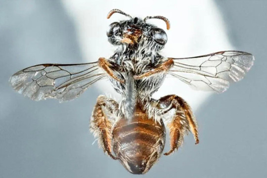 Phát hiện loài ong mới kỳ lạ có miệng giống chó
