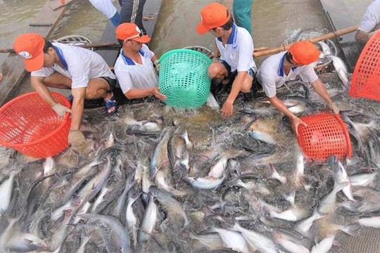 Vì sao Trung Quốc ưu tiên mua thủy sản Việt Nam?