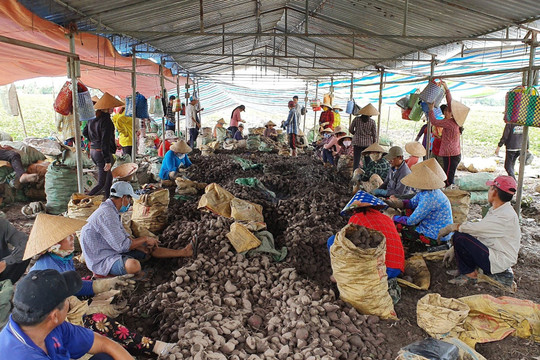 Khoai lang Việt Nam chính thức xuất chính ngạch sang Trung Quốc