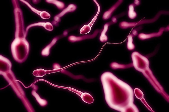 Con người có thể đối mặt với khủng hoảng sinh sản khi số lượng tinh trùng ngày càng suy giảm