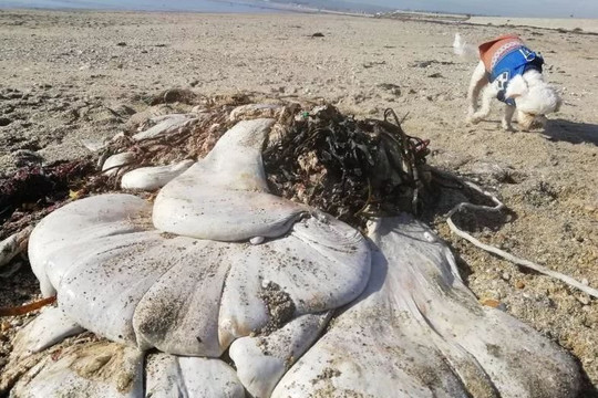 Phát hiện những túi thịt khổng lồ kỳ lạ trôi dạt vào bờ biển Anh