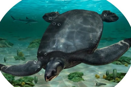 Trục vớt hóa thạch rùa biển cổ đại khổng lồ to như hà mã