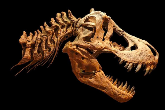 Khủng long bạo chúa có thể lớn hơn 70% so với hóa thạch