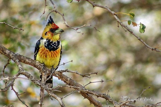 Cách 53 loài chim châu Phi thích ứng với nắng nóng cực đoan