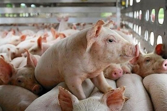 Nghiên cứu phản ánh về việc xuất khẩu thịt lợn, đảm bảo nhu cầu tết