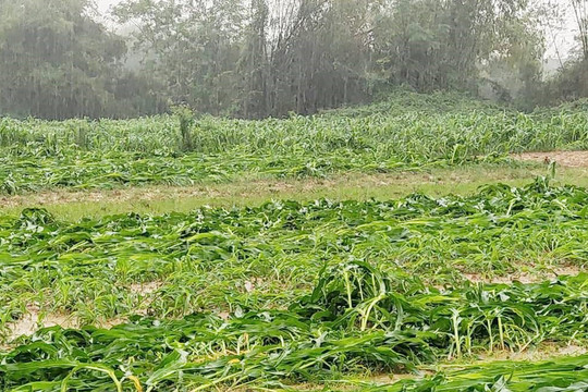 Mưa lớn khiến hàng trăm héc ta ngô và rau màu ở Hà Tĩnh bị hư hỏng