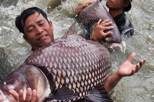 Một nông dân chuẩn bị nhiều loại cá “quý hiếm” phục vụ thị trường Tết