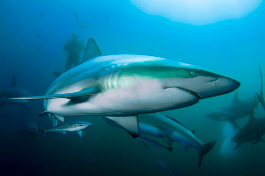 Công nghệ mới có thể cứu hàng triệu con cá mập mỗi năm