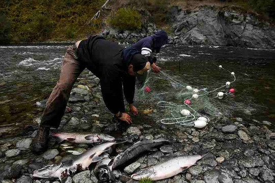 Mỹ phá bỏ 4 đập thủy điện để giải cứu cá hồi