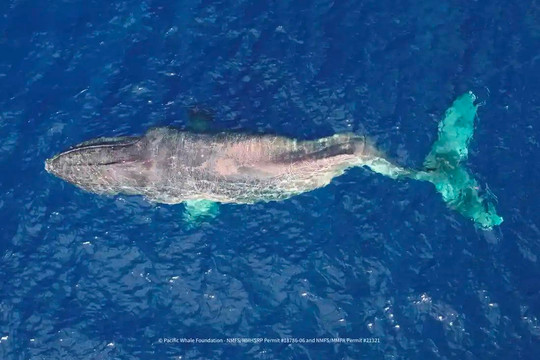 Cá voi lưng gù gãy cột sống bơi gần 5.000 km để di cư 