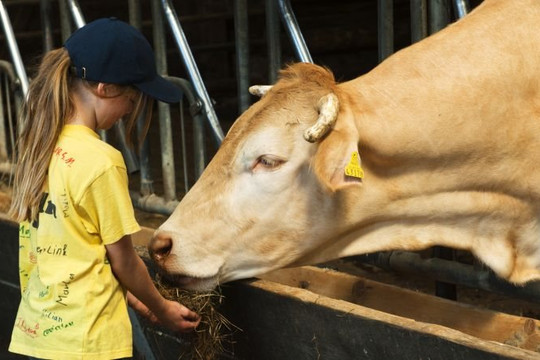 Người nuôi gia súc hữu cơ Mỹ chật vật với chi phí tăng vọt và hạn hán